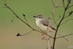 Land Birds