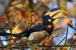 Land Birds