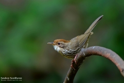 Land Birds