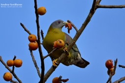 Land Birds