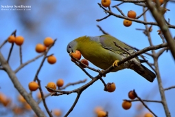 Land Birds