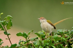 Land Birds