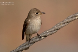 Land Birds