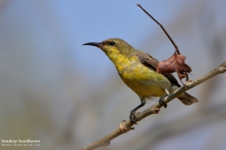 Land Birds