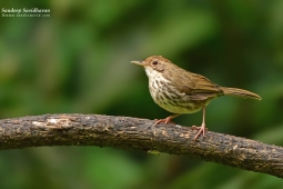 Land Birds