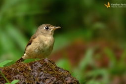 Land Birds