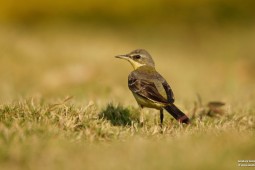 Land Birds