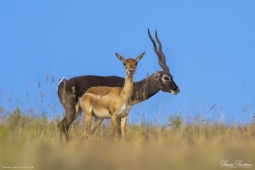 Mammal-Blackbuck-DSC8444