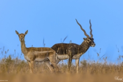 Mammal-Blackbuck-DSC8461