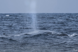 Mammal-BlueWhale-DSC7715