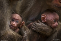 Mammal-BonnetMacaque-DSC3874