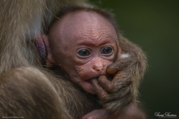 Mammal-BonnetMacaque-DSC3895