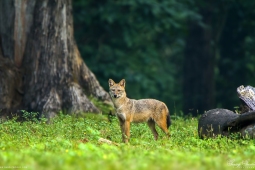 Mammal-GoldenJackal-DSC4519