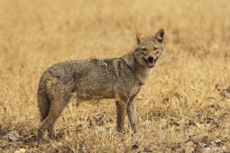 Mammal-GoldenJackal-DSC4564