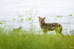 Mammal-GoldenJackal-DSC5367