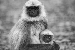 Mammal-GrayLangur-DSC3348