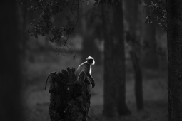 Mammal-GrayLangur-DSC_4975