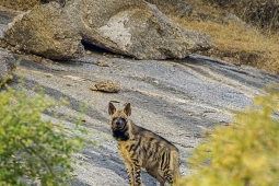 Mammal-IndianStripedHyena-DSC2618