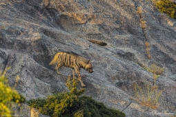 Mammal-IndianStripedHyena-DSC2705