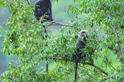 Mammal-Lion-tailedMacaque-DSC0382