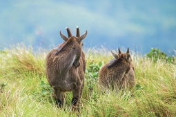 Mammal-NilgiriTahr-DSC00757