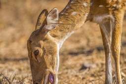 Mammal-SpottedDeer-DSC1644