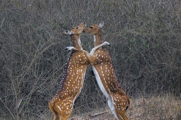 Mammal-SpottedDeer-DSC3068