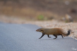 Mammal-Stripe-neckedMongoose-DSC3447