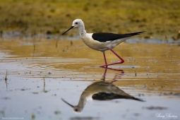 WetlandBird-Black-wingedStilt-DSC7078