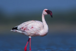 WetlandBird-LesserFlamingo-DSC7577