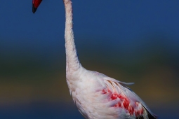 WetlandBird-LesserFlamingo-DSC7641