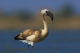 WetlandBird-LesserFlamingo-DSC7690