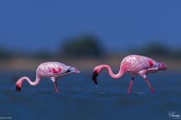 WetlandBird-LesserFlamingo-DSC8378