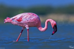 WetlandBird-LesserFlamingo-DSC8503