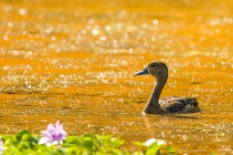 WetlandBird-LesserWhistlingDuck-DSC7818