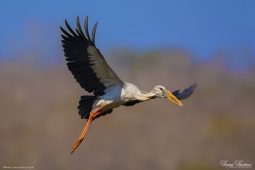 WetlandBird-Open-billedStork-DSC6486