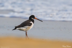 WetlandBird-Oystercatcher-DSC5544