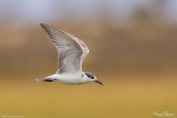 WetlandBird-WhiskeredTern-DSC5820