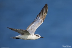 WetlandBird-WhiskeredTern-DSC5930