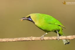 Landbird